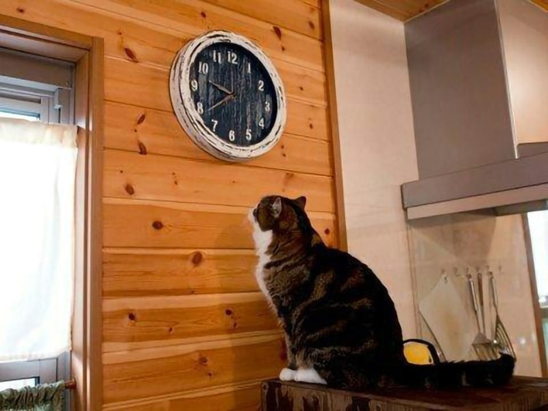 Кошка смотрит на часы на стене